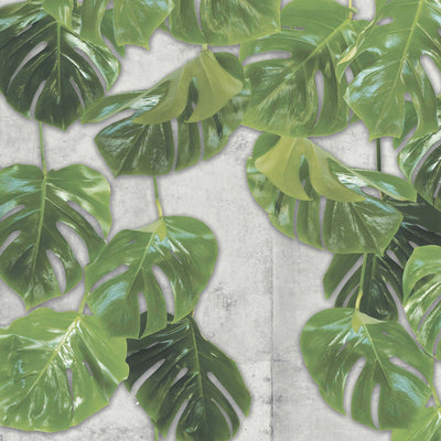 Real Monstera Mural