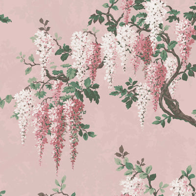 Wisteria in Pink Bloom Floral Wallpaper By Woodchip & Magnolia