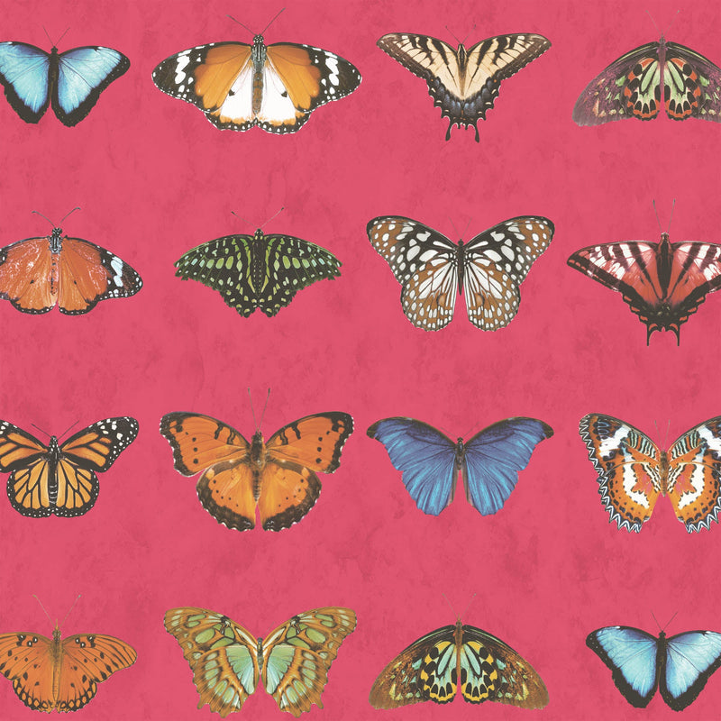 Butterfly Wallpaper  - Insect Wallpaper For Walls - Woodchip & Magnolia 